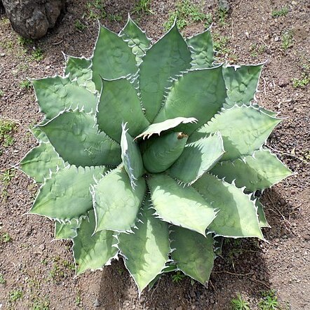 Agave titanota unspecified picture