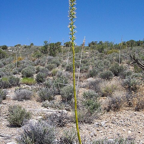 Agave utahensis unspecified picture