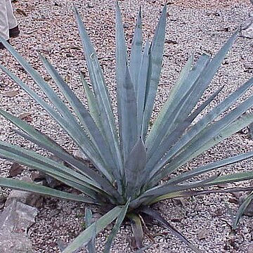 Agave tequilana unspecified picture