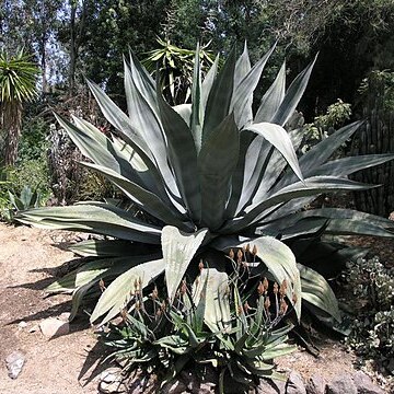 Agave tecta unspecified picture