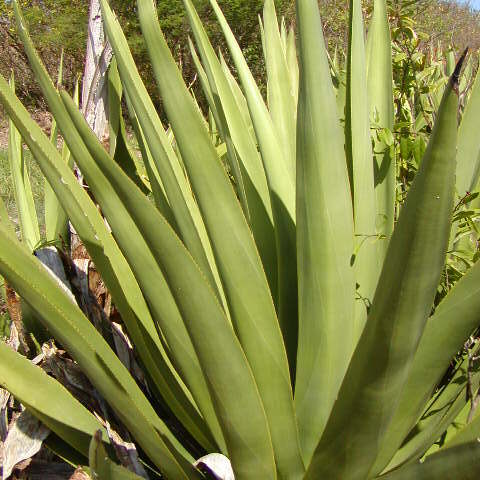 Agave eggersiana unspecified picture