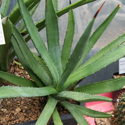 Agave datylio unspecified picture