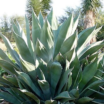 Agave marmorata unspecified picture