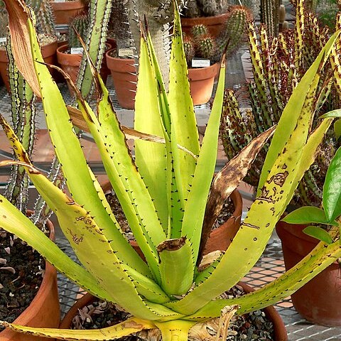 Agave missionum unspecified picture