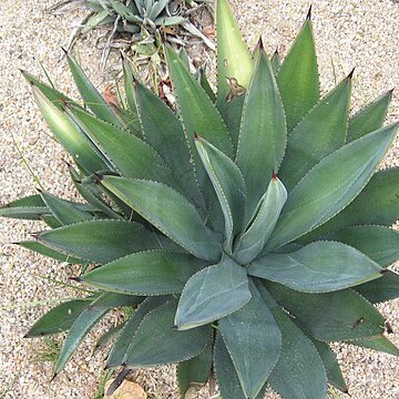 Agave murpheyi unspecified picture