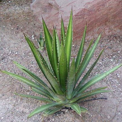 Agave lechuguilla unspecified picture