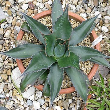 Agave montana unspecified picture