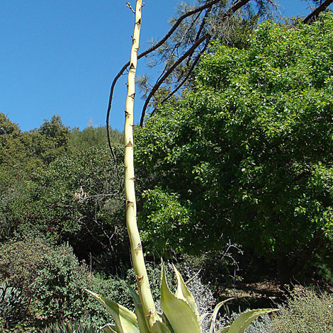 Agave sobria unspecified picture