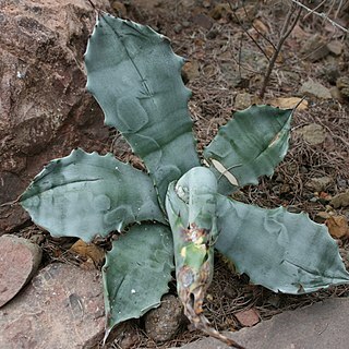 Agave colorata unspecified picture