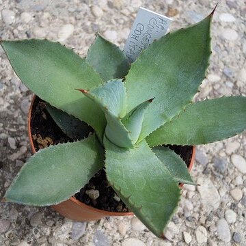 Agave congesta unspecified picture