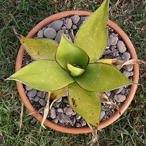 Agave chazaroi unspecified picture