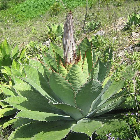 Agave cupreata unspecified picture