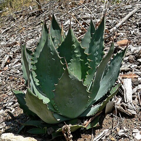 Agave wocomahi unspecified picture