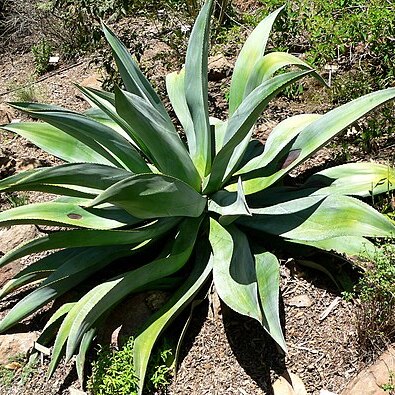 Agave wercklei unspecified picture