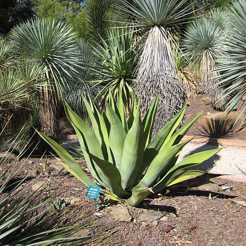 Agave weberi unspecified picture