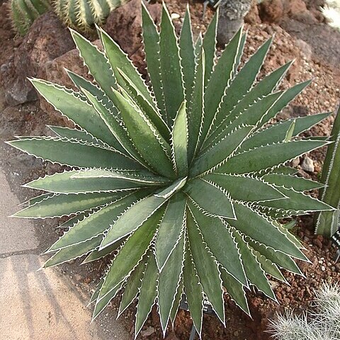 Agave funkiana unspecified picture