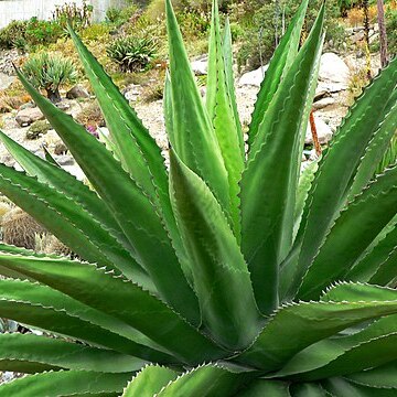 Agave gentryi unspecified picture