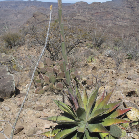 Agave gigantensis unspecified picture