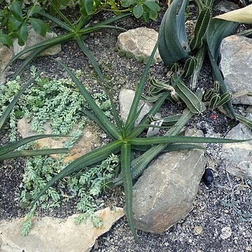 Agave nizandensis unspecified picture