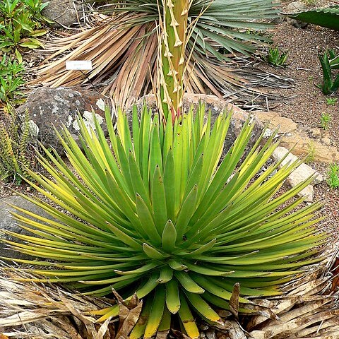 Agave ocahui unspecified picture