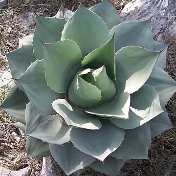 Agave ovatifolia unspecified picture