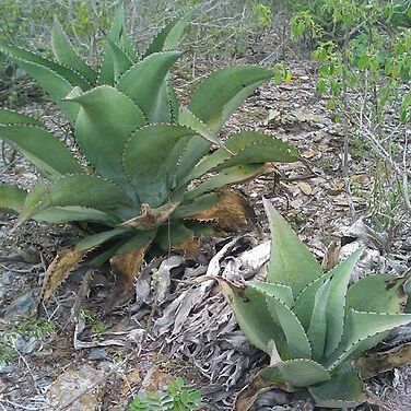 Agave cocui unspecified picture