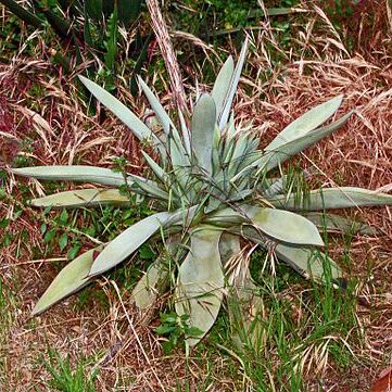 Agave guiengola unspecified picture