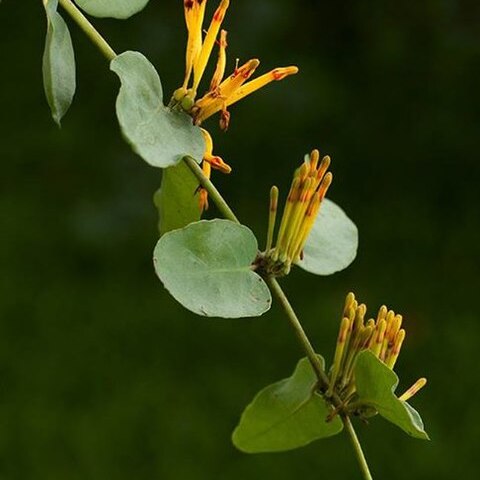 Agelanthus pungu unspecified picture