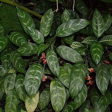 Aglaonema unspecified picture