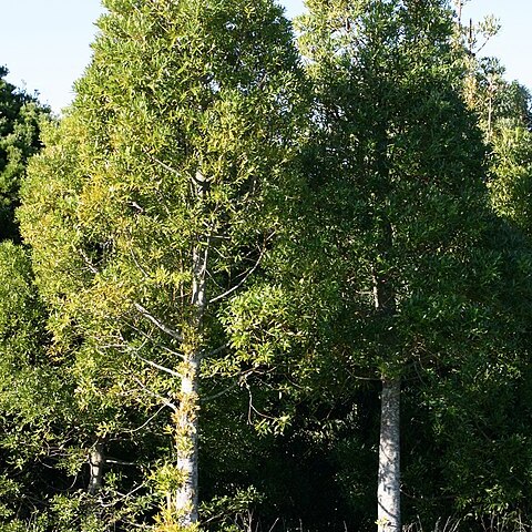 Agathis macrophylla unspecified picture