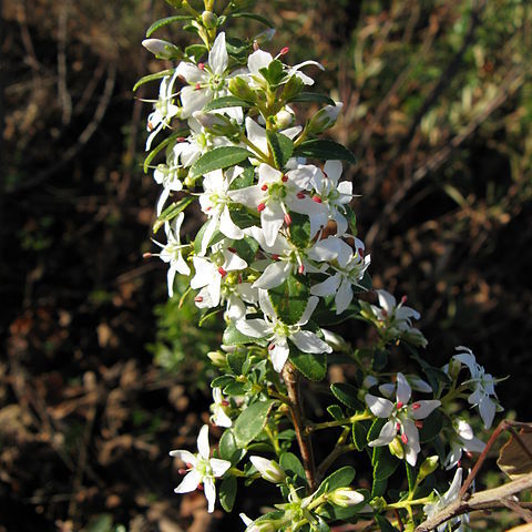 Agathosma crenulata unspecified picture