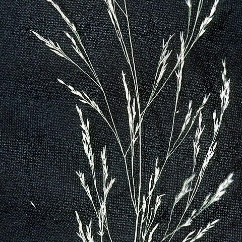 Agrostis perennans unspecified picture