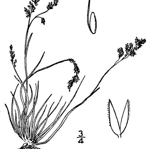 Agrostis mertensii unspecified picture