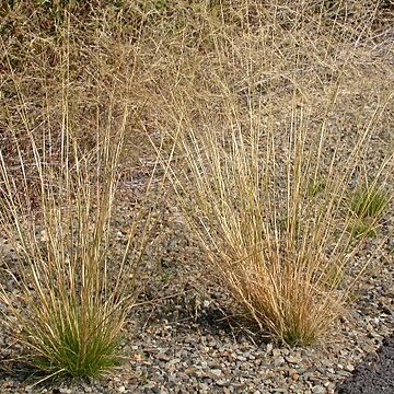 Agrostis scabra unspecified picture