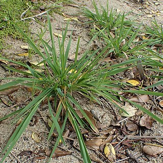 Agrostis billardierei unspecified picture