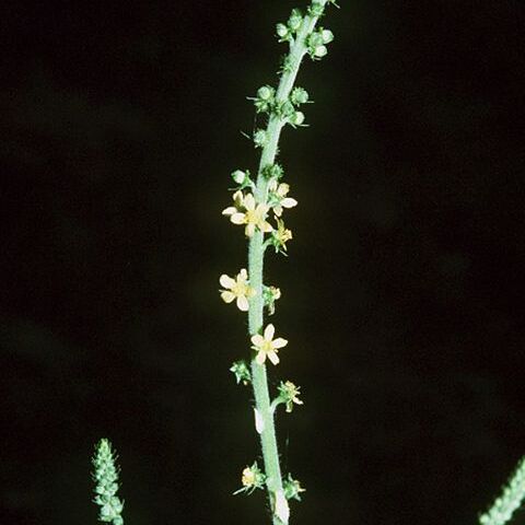 Agrimonia parviflora unspecified picture