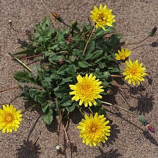 Agoseris apargioides unspecified picture