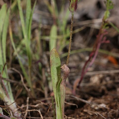 Agoseris heterophylla unspecified picture