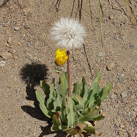 Agoseris unspecified picture