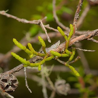 Korthalsella salicornioides unspecified picture