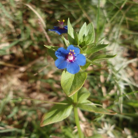 Lysimachia crassifolia unspecified picture