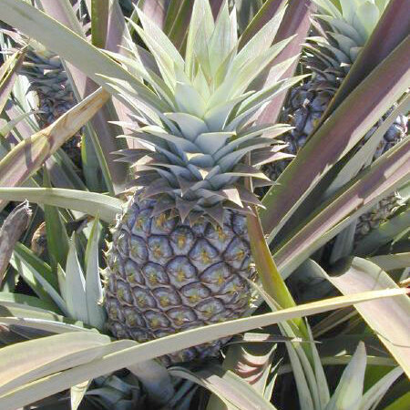 Ananas unspecified picture