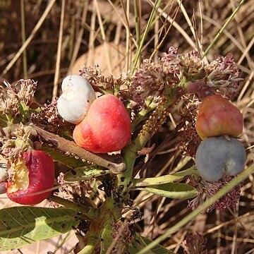 Anacardium nanum unspecified picture