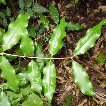 Syzygium anisatum unspecified picture