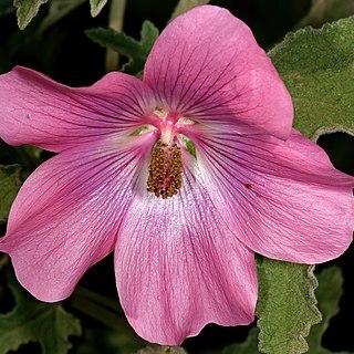 Anisodontea julii unspecified picture