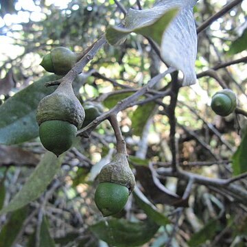 Aniba perutilis unspecified picture