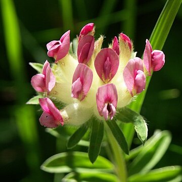 Anthyllis vulneraria subsp. boscii unspecified picture