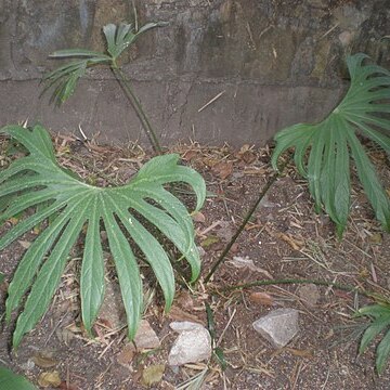 Anthurium pedatoradiatum unspecified picture