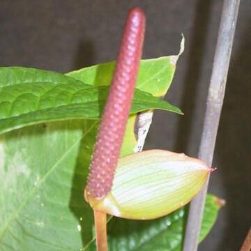 Anthurium arisaemoides unspecified picture