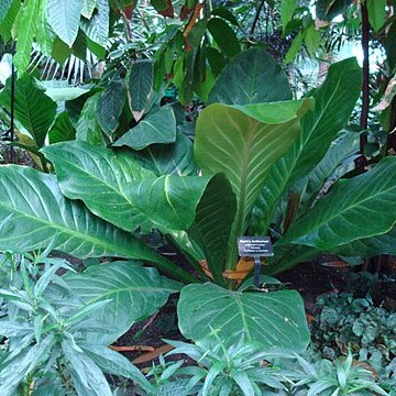 Anthurium hookeri unspecified picture